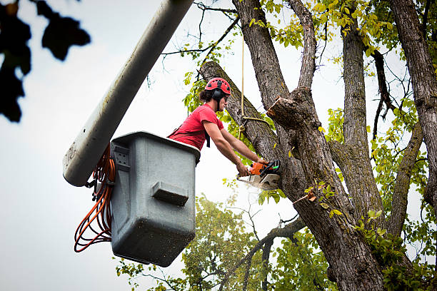 How Our Tree Care Process Works  in Dulles Town Center, VA